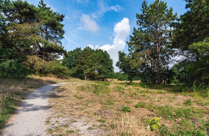 Natuurgebied Kooibosch & Luttickduin